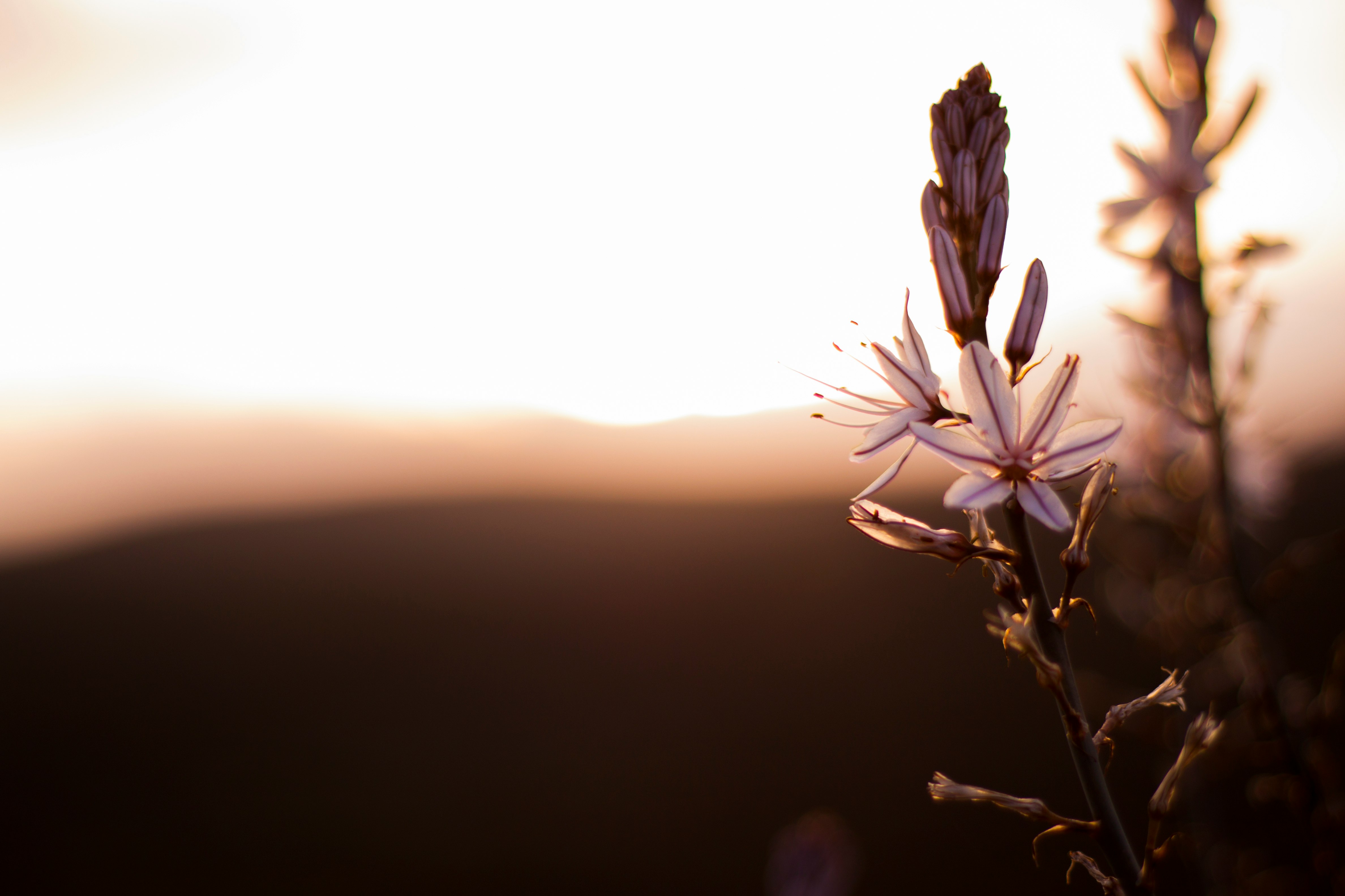 shallow focus photography of purple flowers